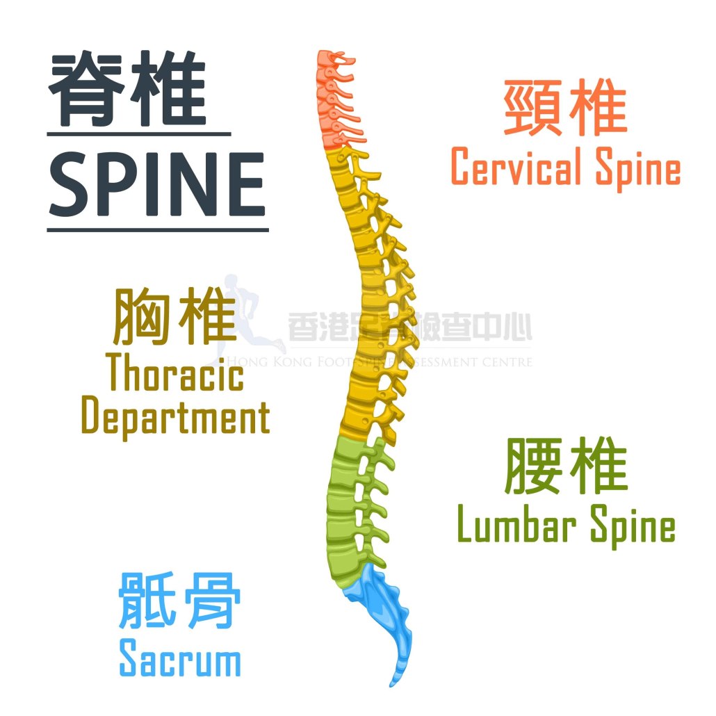 整條脊椎骨是以7節頸椎、12節胸椎、5節腰椎、骶骨和尾骨等骨節形成